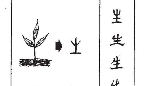生牡蛎和煅牡蛎的图片-生牡蛎和煅牡蛎图片网 - 网站提供生牡蛎和煅牡蛎的图片小常识、生牡蛎与煅牡蛎图片对比