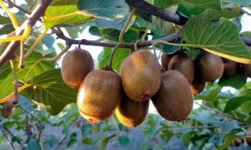 生牡蛎和煅牡蛎的图片-生牡蛎和煅牡蛎图片网 - 网站提供生牡蛎和煅牡蛎的图片小常识、生牡蛎与煅牡蛎图片对比
